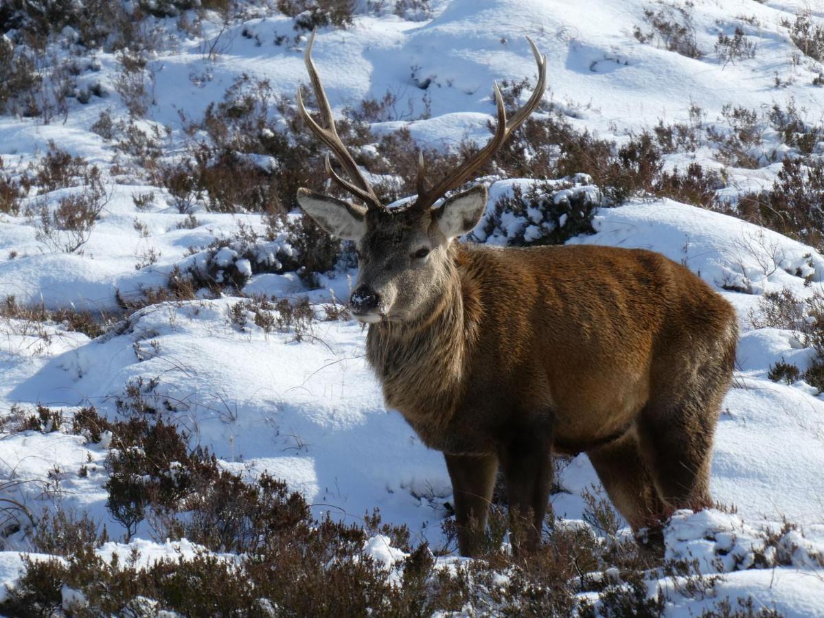Caman House Apt 2 - By Where Stags Roar Newtonmore Bagian luar foto